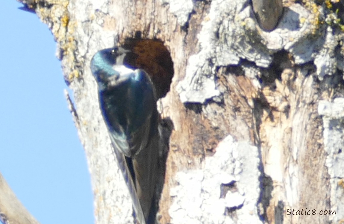 Tree Swallow looking into a hole in a dead tree trunk