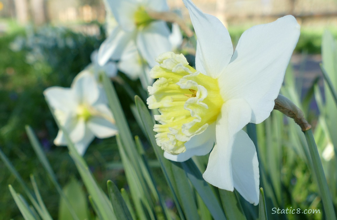 Daffodil bloom