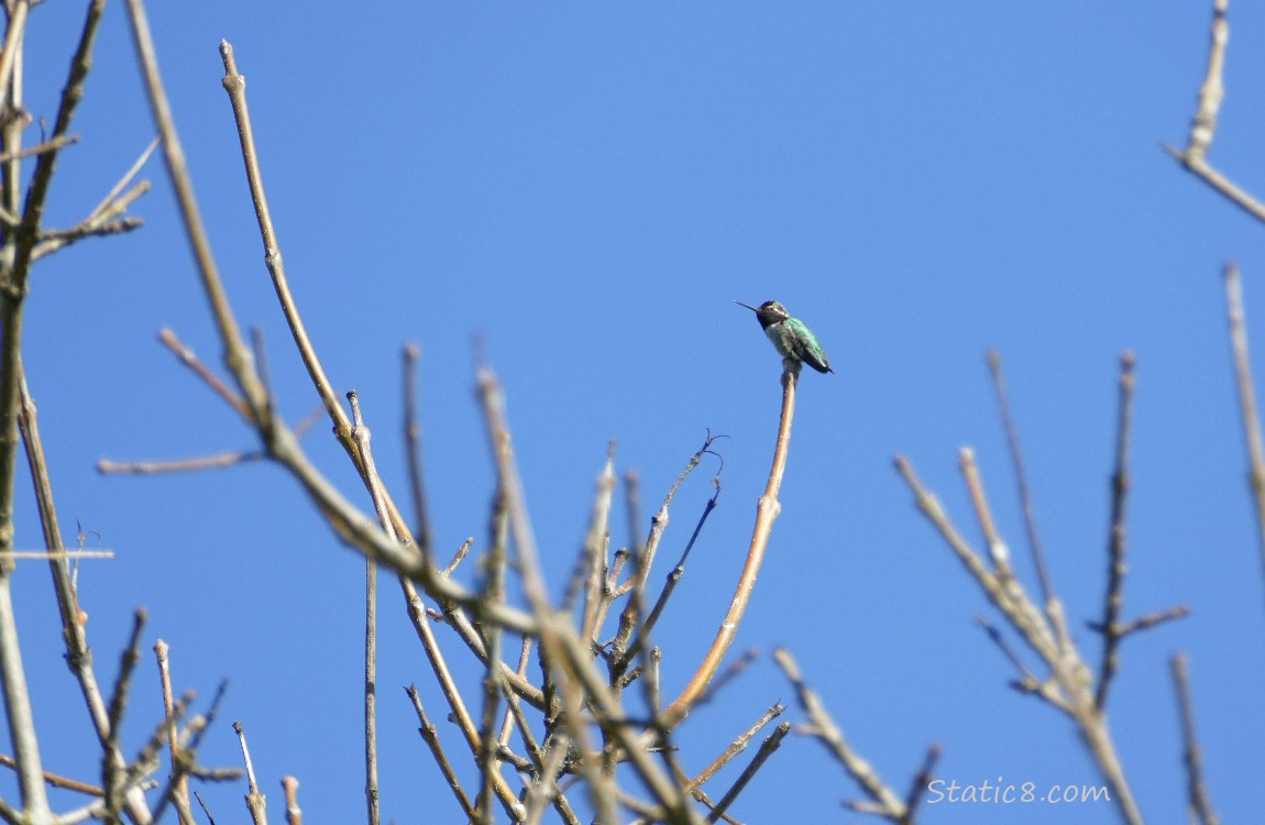 Anna Hummingbird up at the top of a twig, surrounded by blue sky and other twigs
