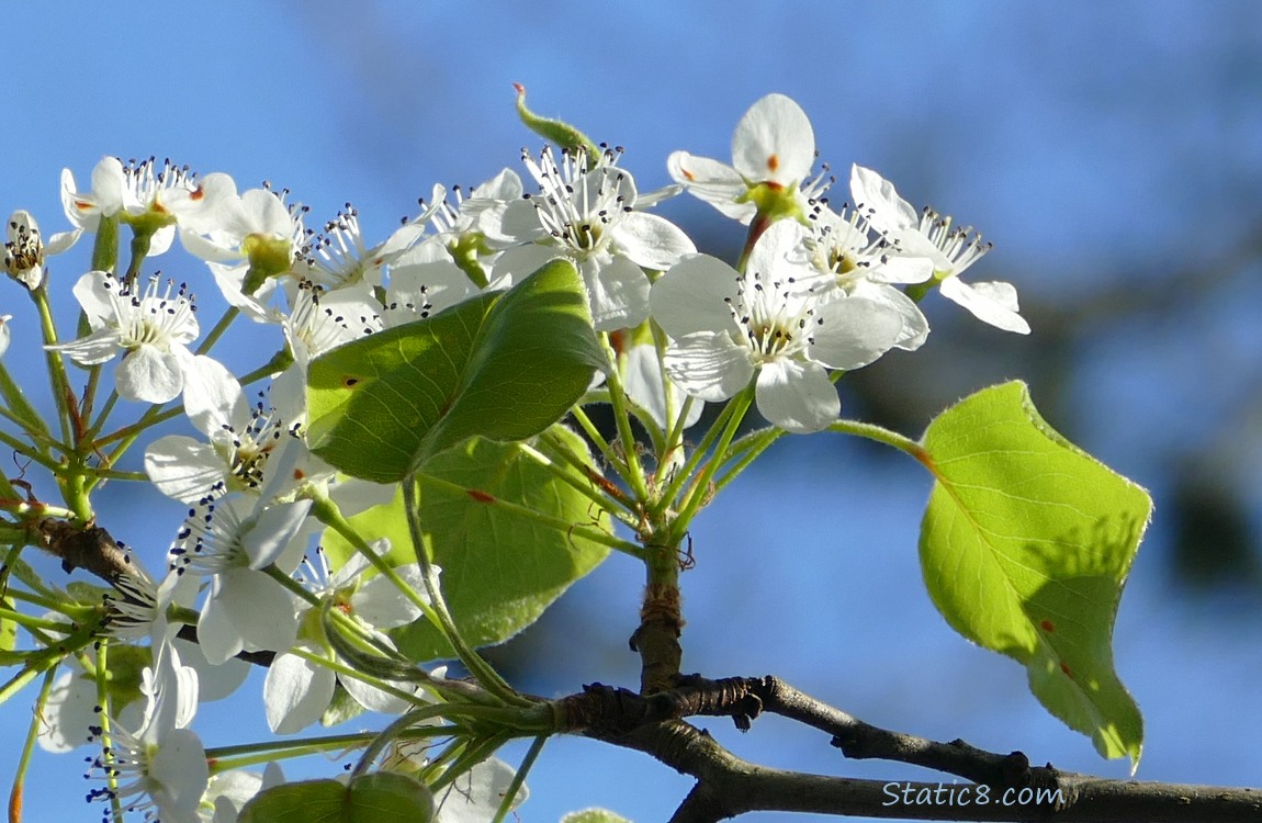 White Tree Blossoms in front of a blue sky