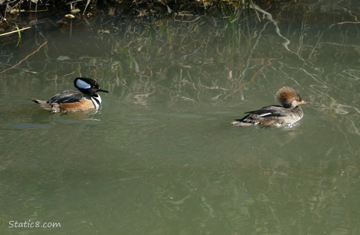 Male and female Hooded Merganser paddling on the water