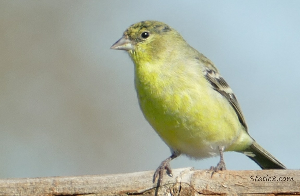 Lesser Goldfinch standing on a wood fence