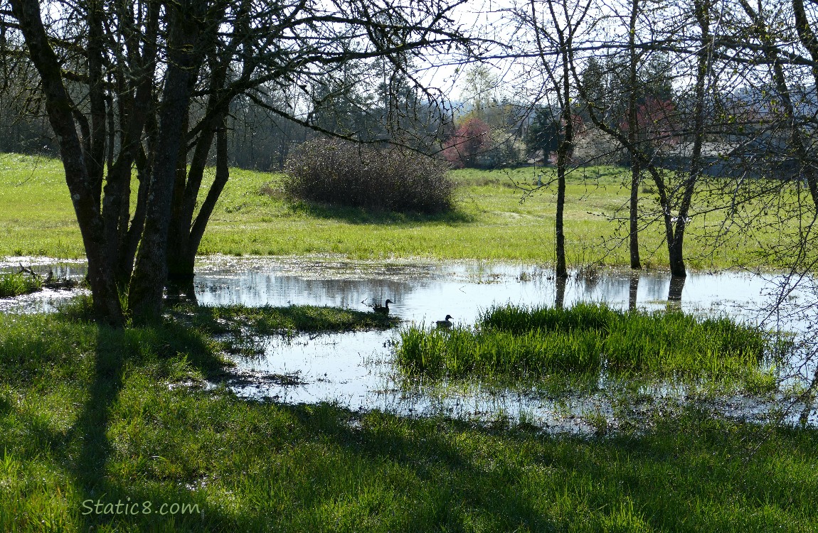 Wet Prairie pond in the grass, under some trees