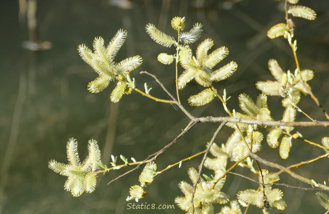 Willow catkins in the light