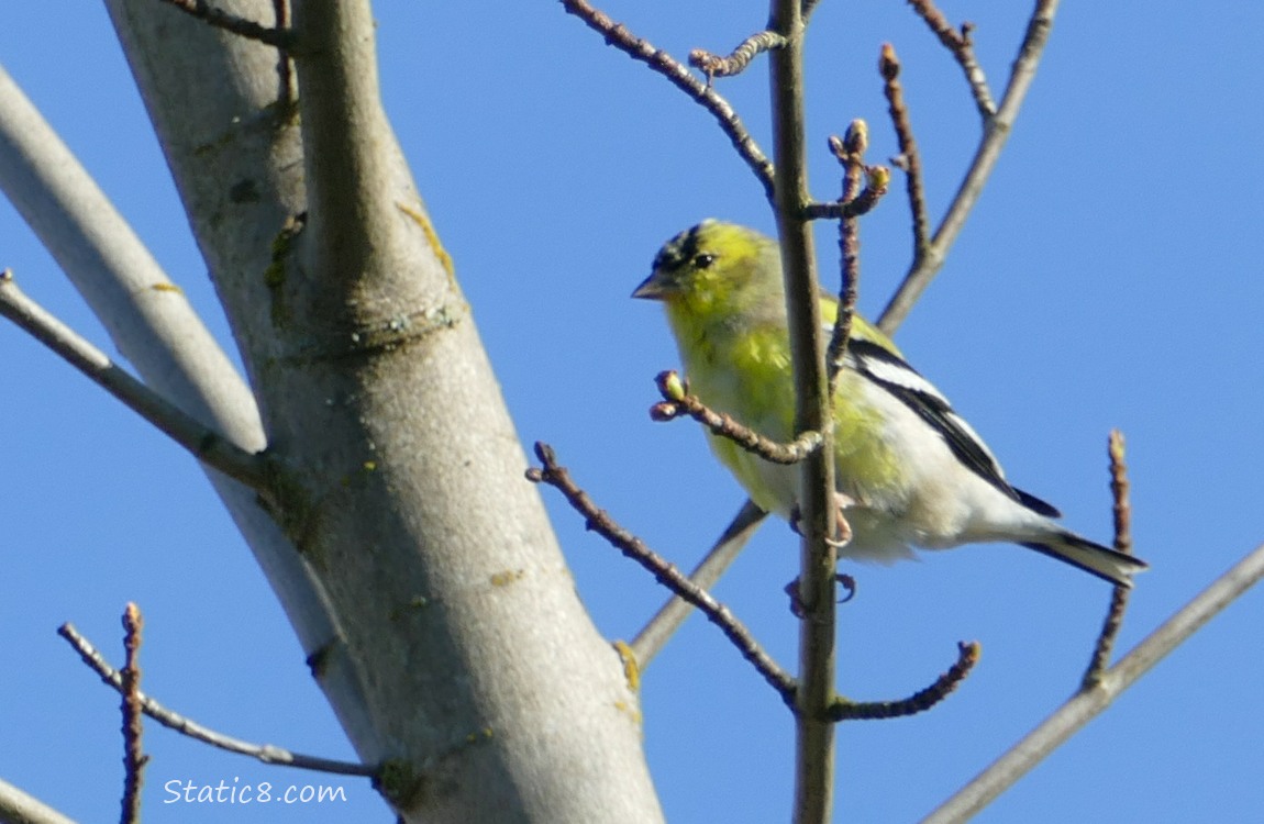 American Goldfinch with blue sky