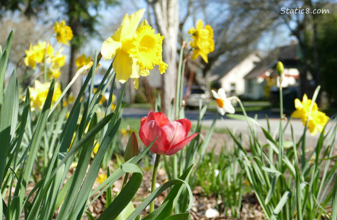 Daffodils with a neighborhood street and houses in the background
