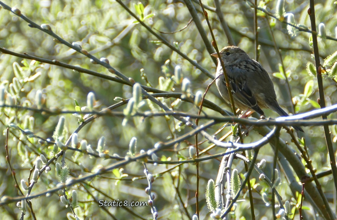 Golden Crown Sparrow surrounded by Willow Catkins