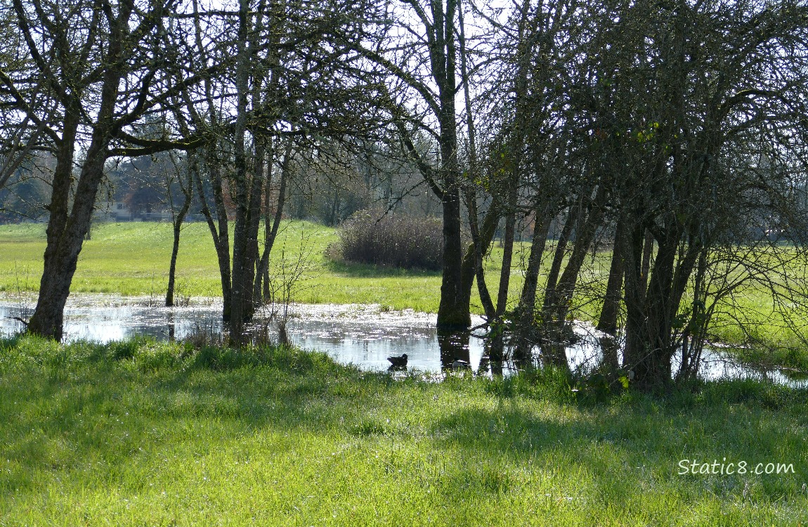 shallow Wet Prairie pond in the grass with trees 