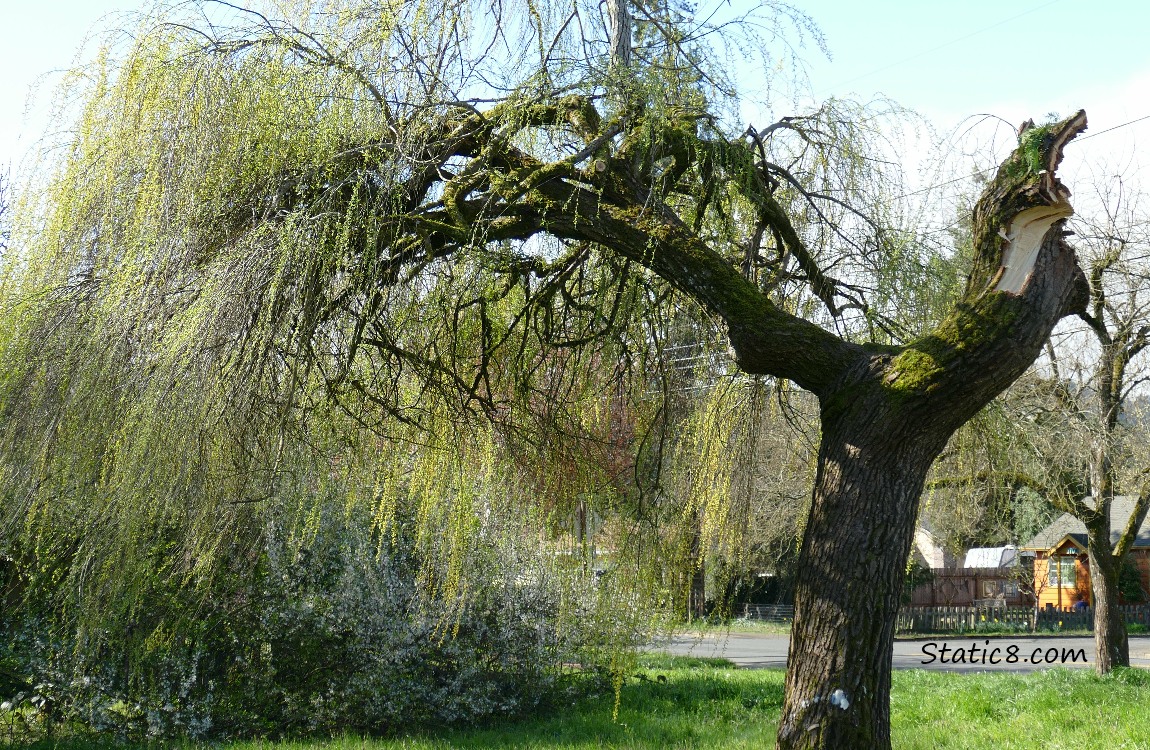 Willow tree with a large stump on the trunk