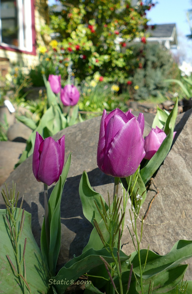 Purple Tulips with houses and other flowers in the background