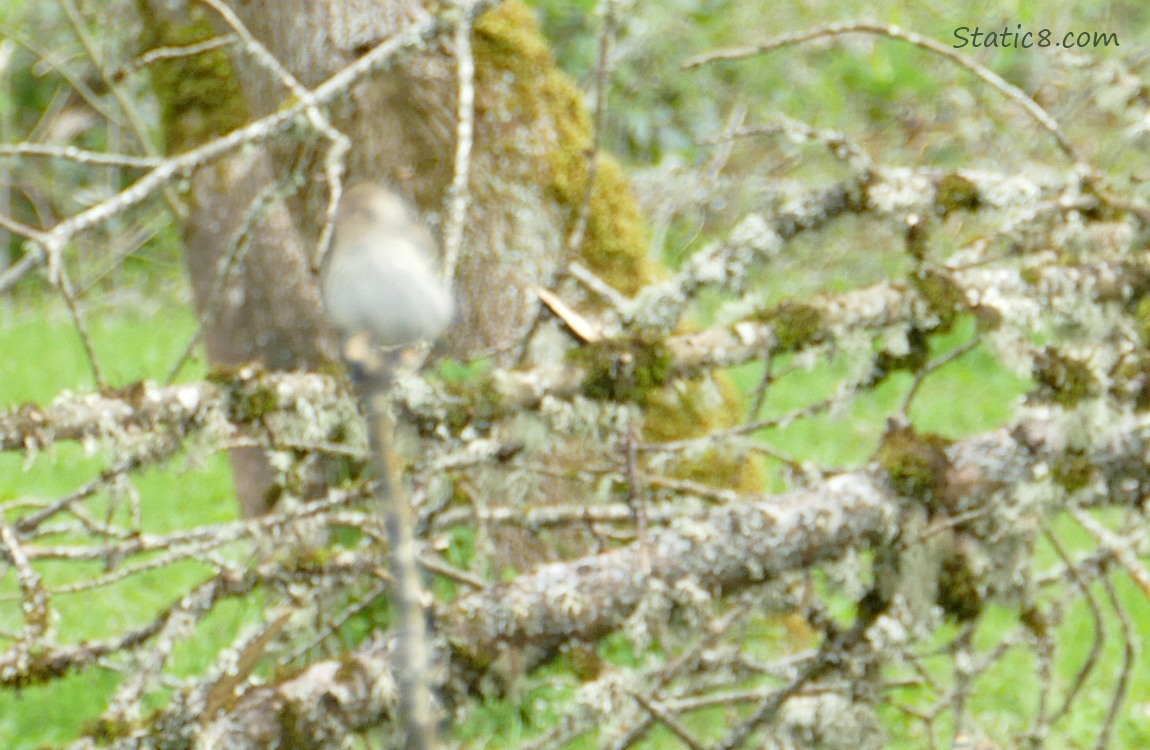 Blurry Bird standing on the branch of a fallen tree