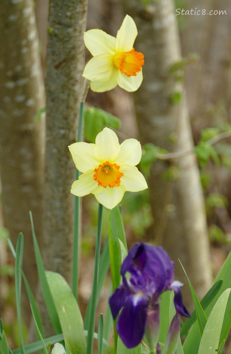 Daffodils and a purple iris in front of tree trunks
