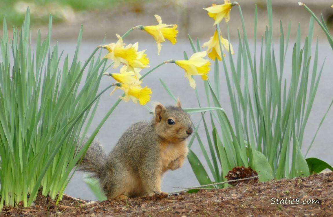 Squirrel sitting under Daffodil blooms