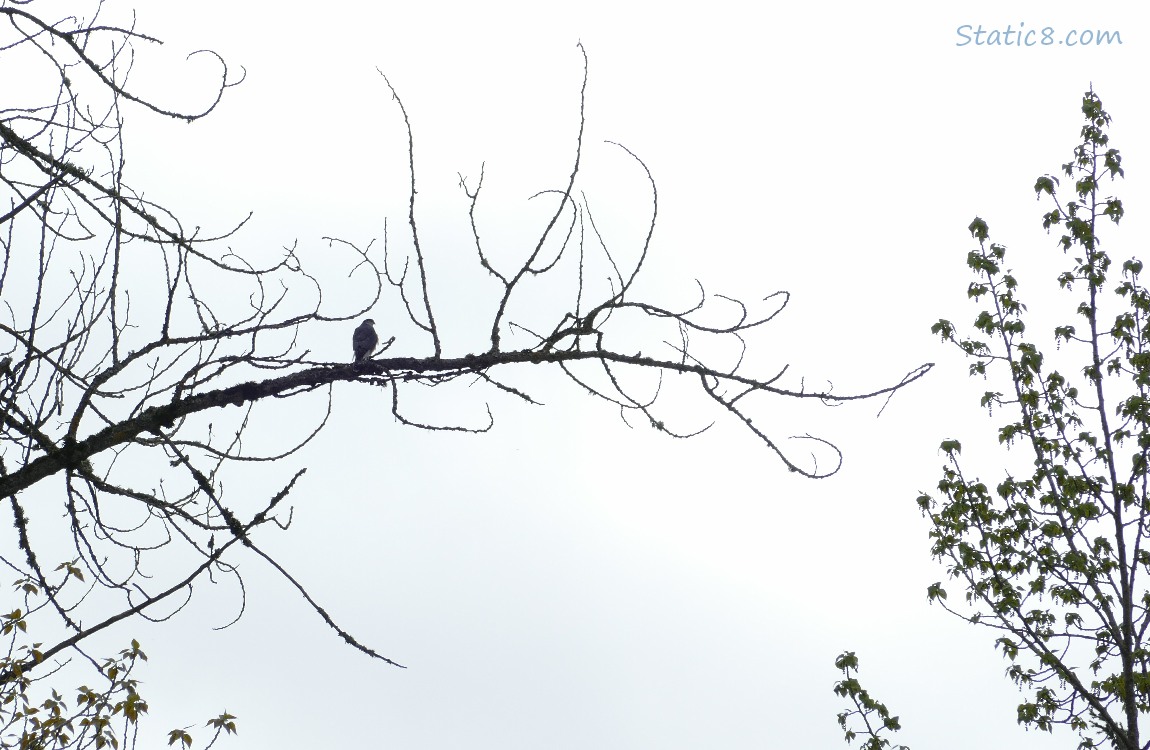 Silhouette of a Hawk standing in a tree, surrounded by winter bare branches