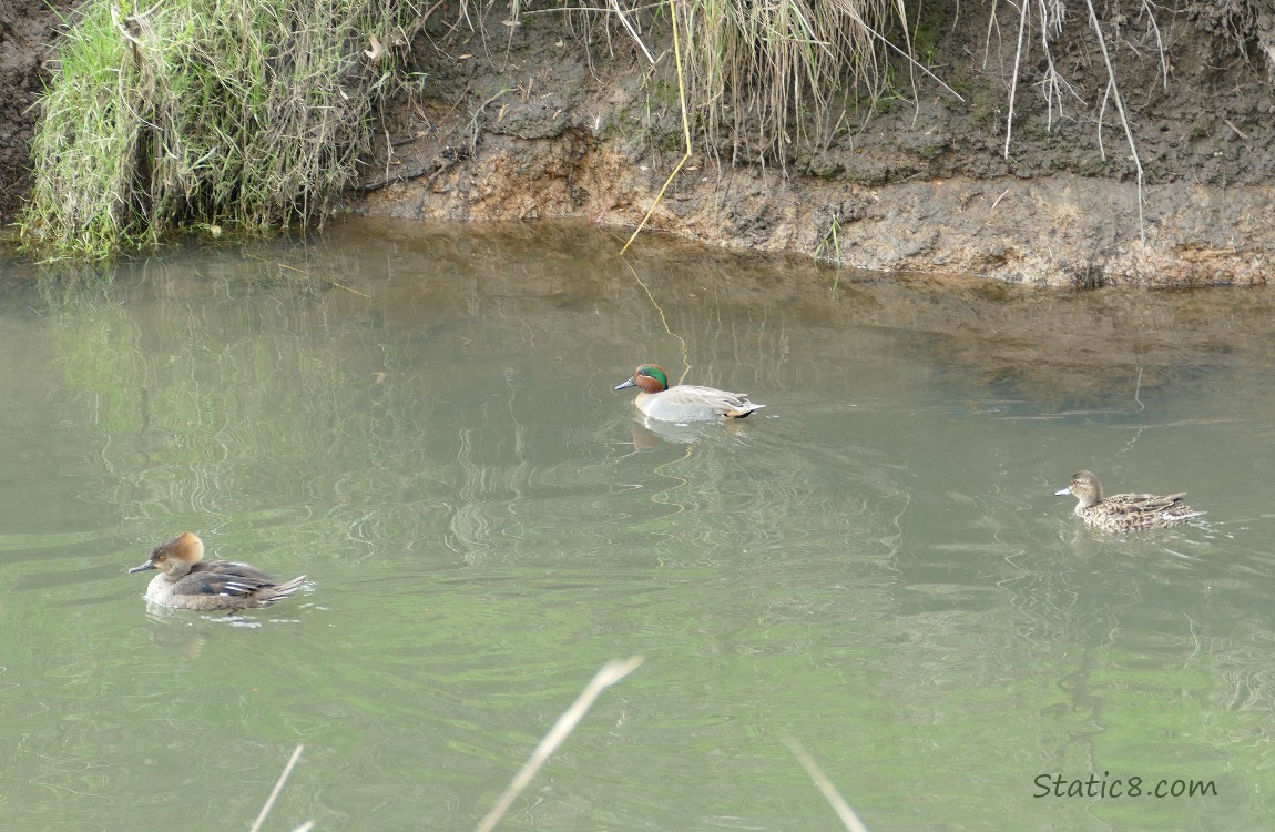 Female Hooded Merganser, Male and Female Green Wing Teals, paddling on the water