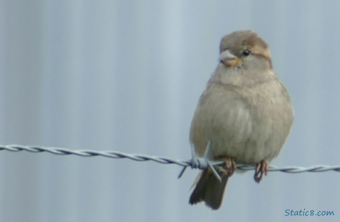 Female House Sparrow standing on a barbed wire