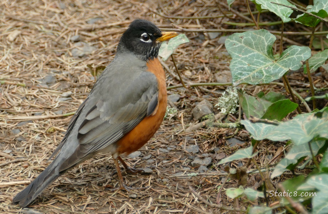 American Robin standing at the edge of the path