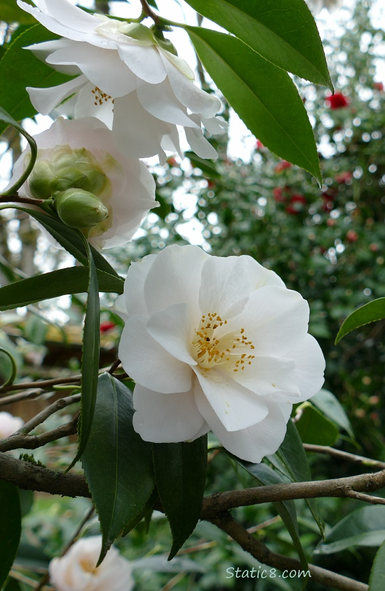 White Camellia blooms with red one in the background