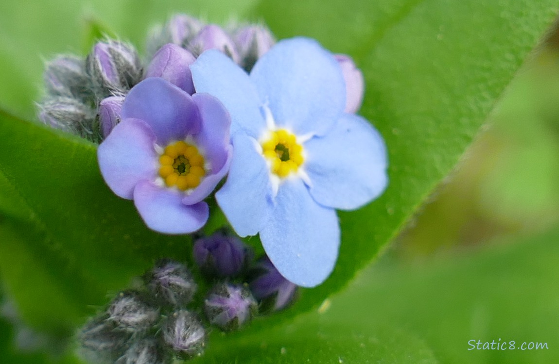 Forget Me Not blooms