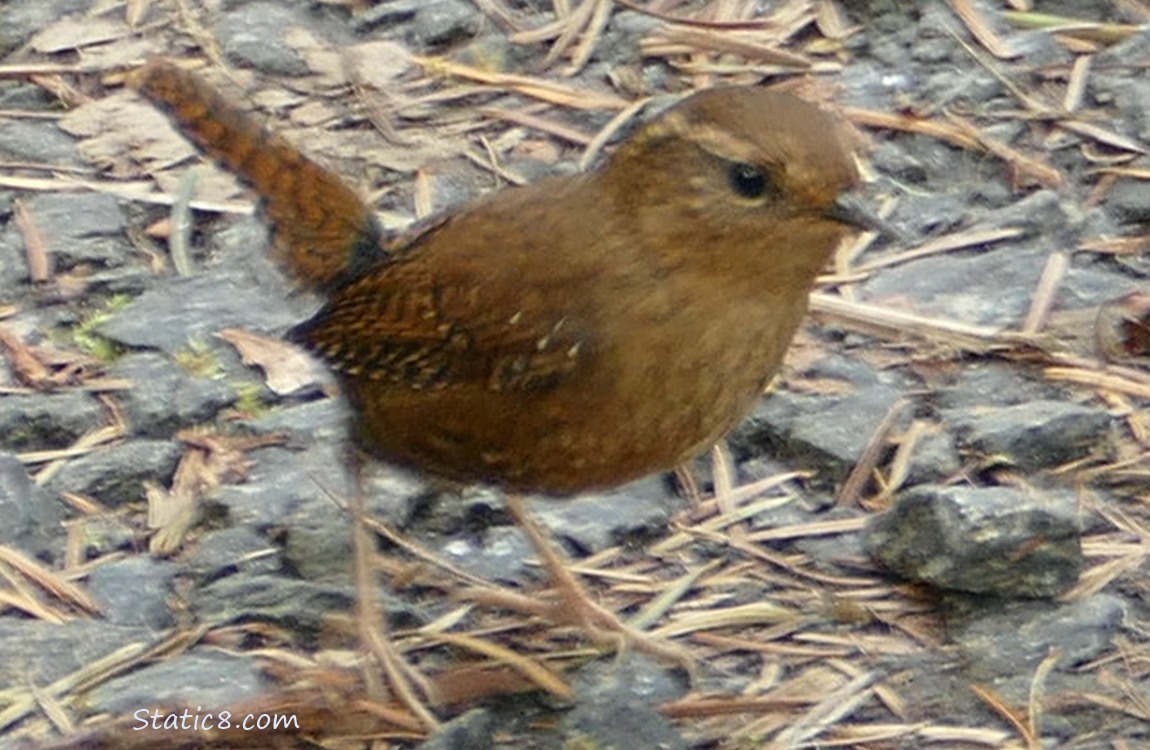 Blurry Pacific Wren standing on the path