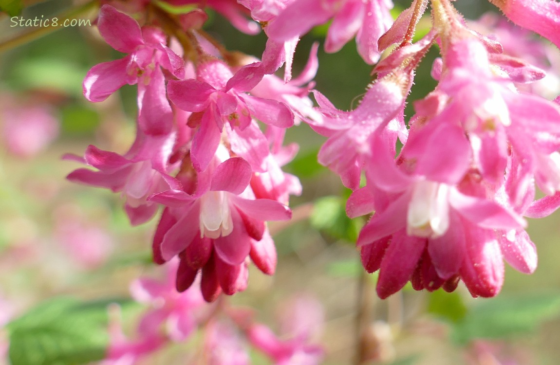 Close up of Red Flowering Currant blooms