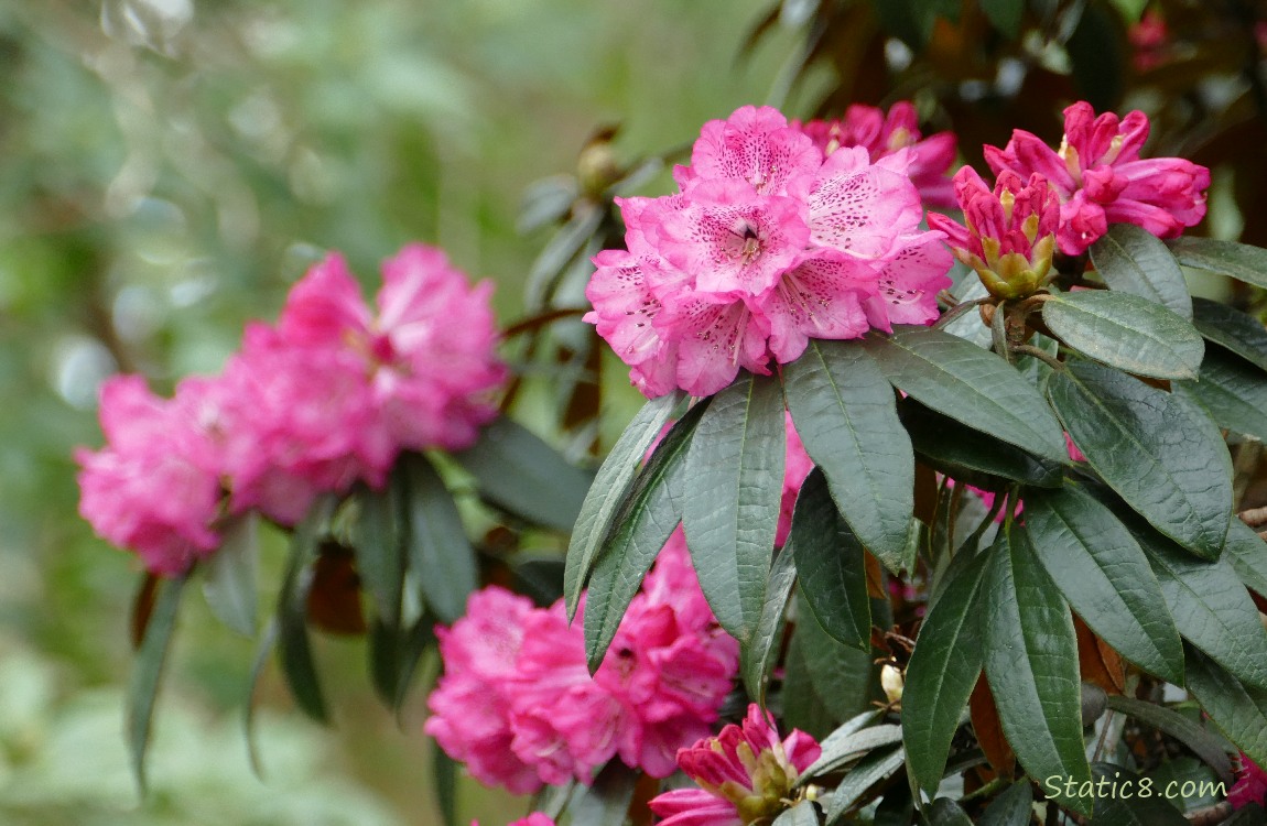 Dark pink Rhododendron blooms