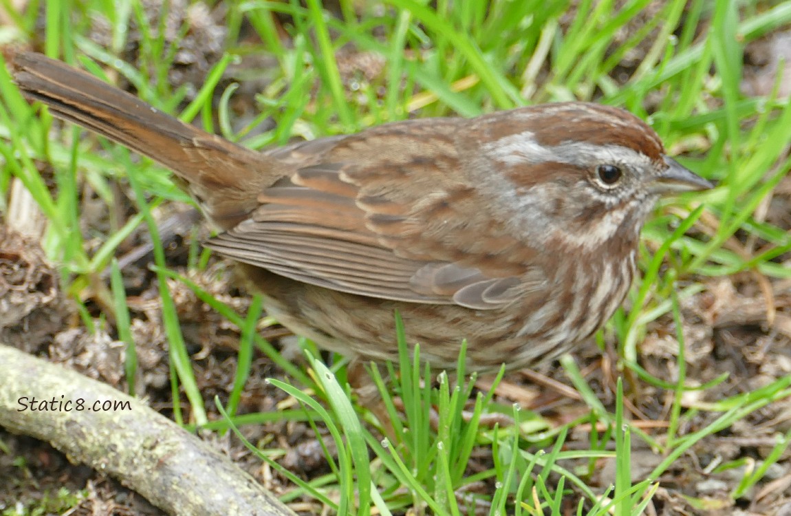 Song Sparrow standing in the grass