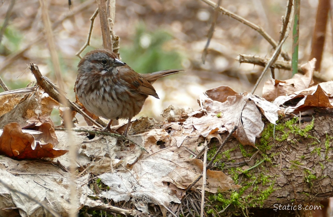 Song Sparrow standing on dead leaves which are on a fallen tree trunk