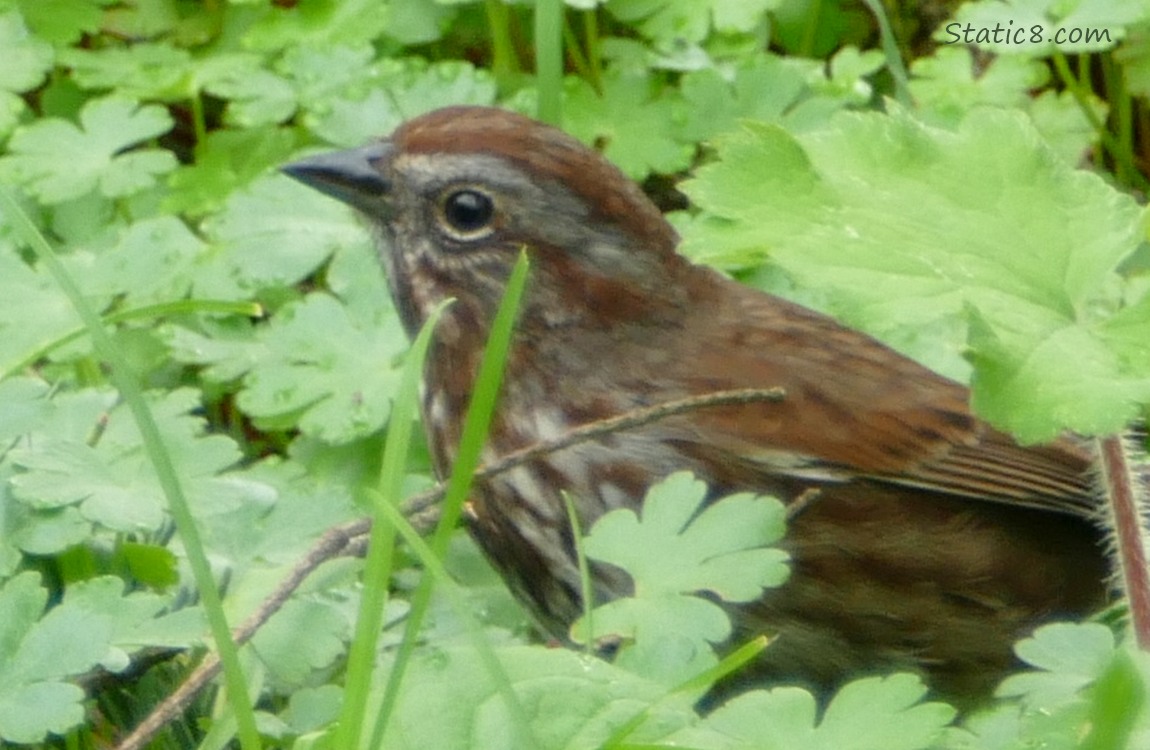 Song Sparrow looking up from green leaves on the forest floor