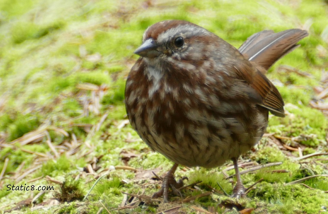 Song Sparrow standing on moss