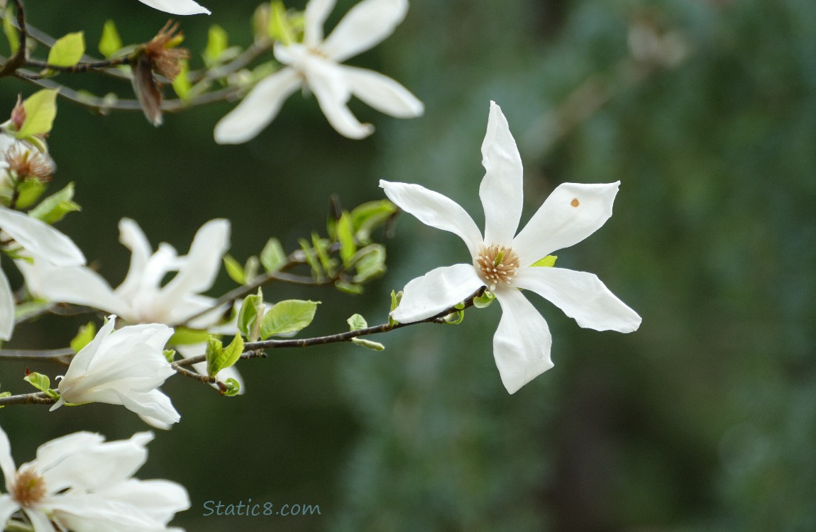 Star Magnolia blooms