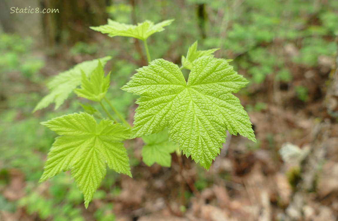Thimble Berry leaves