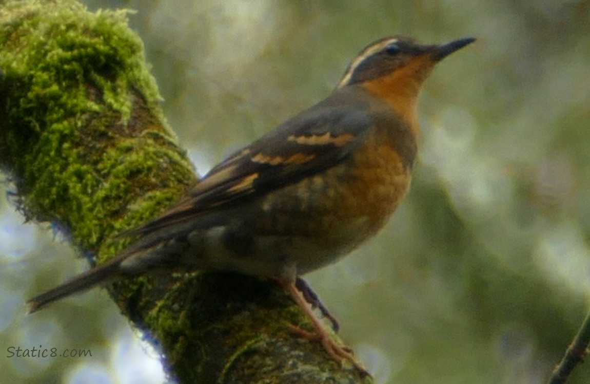 Varied Thrush standing of a branch