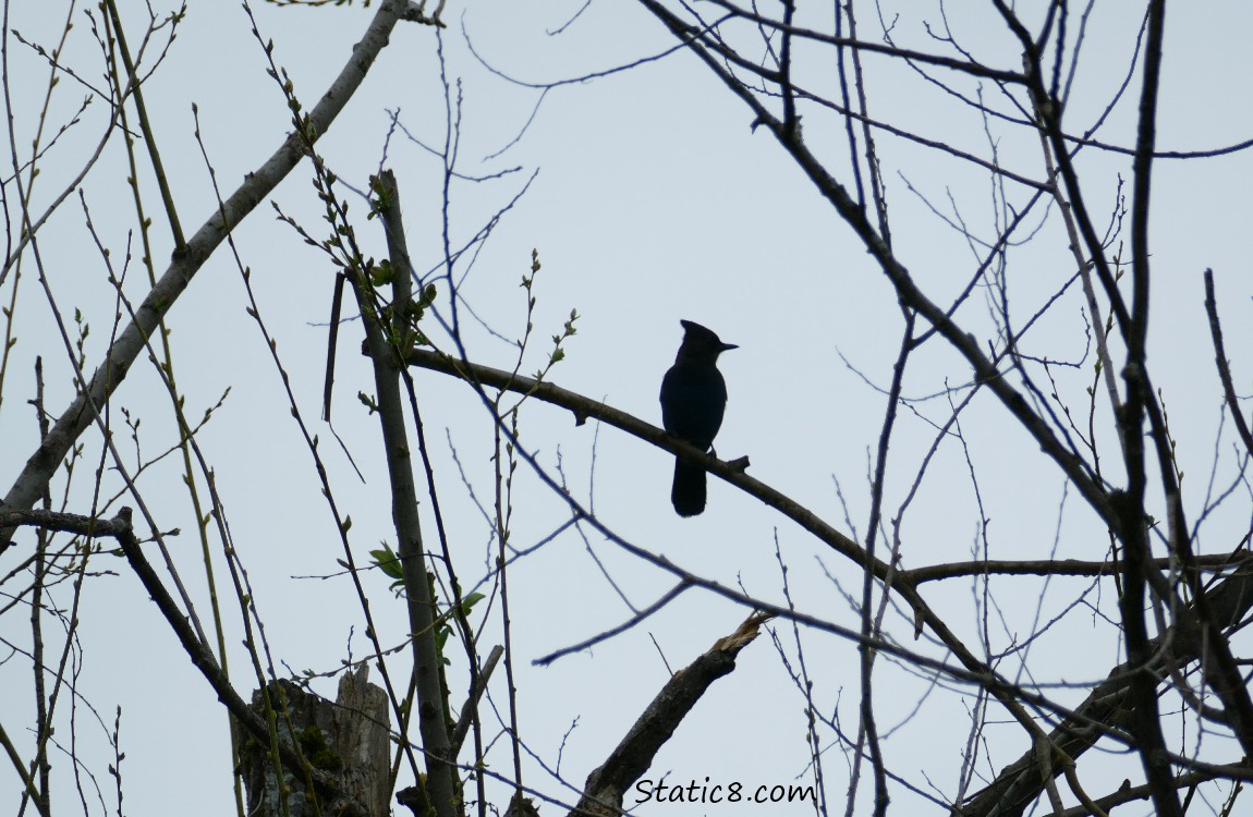 Silhouette of a Steller Jay in a winter bare shrub