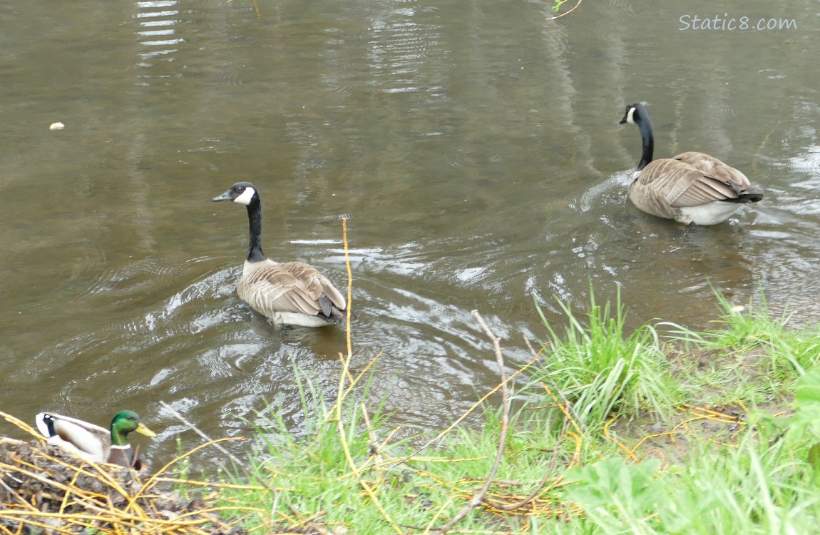 A pair of Canada Geese paddling away from the bank of the creek