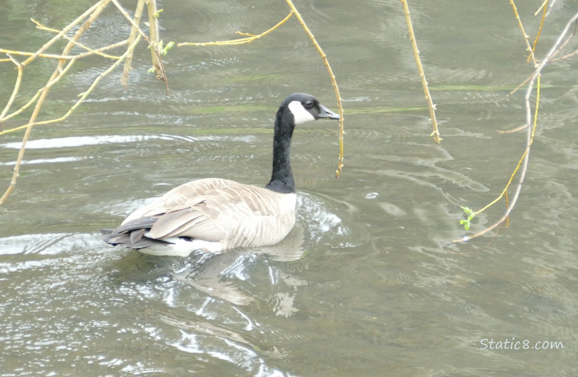 Canada Goose paddling away