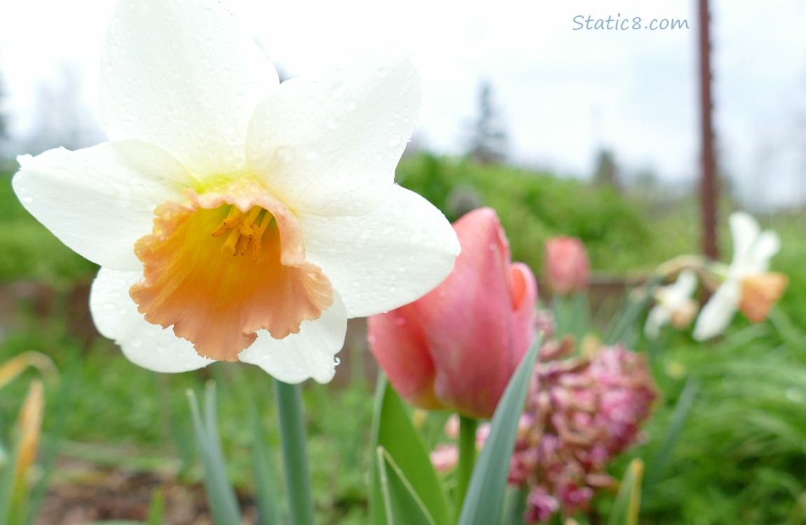 Daffodil bloom in front of a pink tulip and pink hyacinth and more daffodils