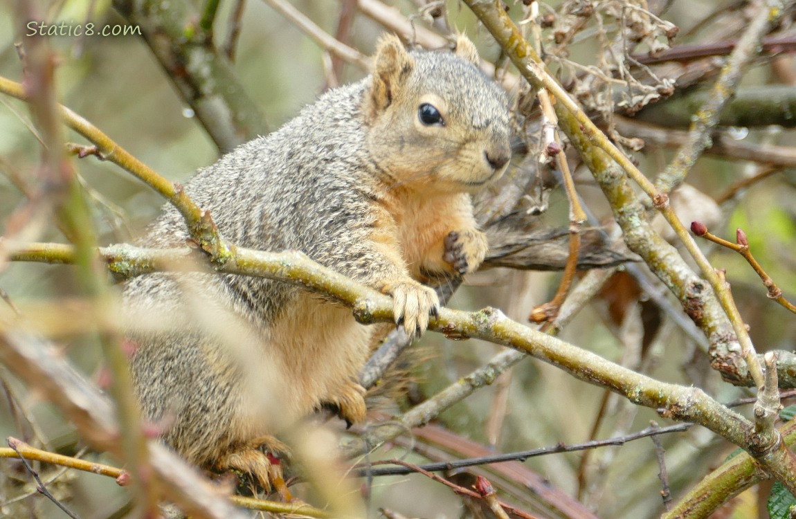 Squirrel standing on a branch