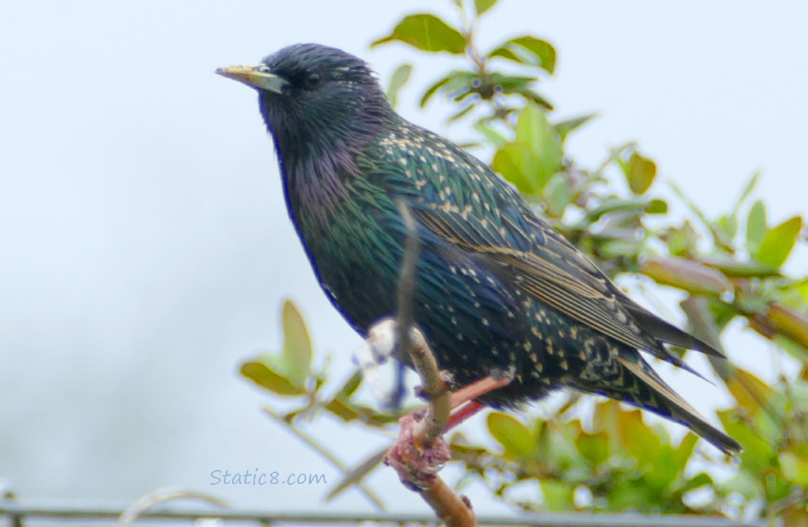 European Starling standing on a twig