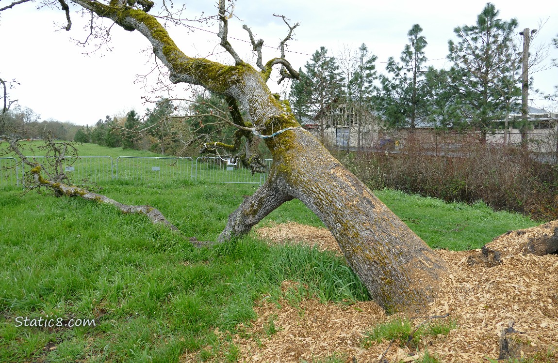 Leaning Tree, one limb on the ground, another reaching up