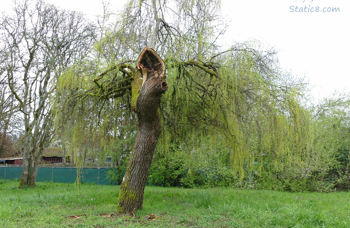 Willow tree with a stump