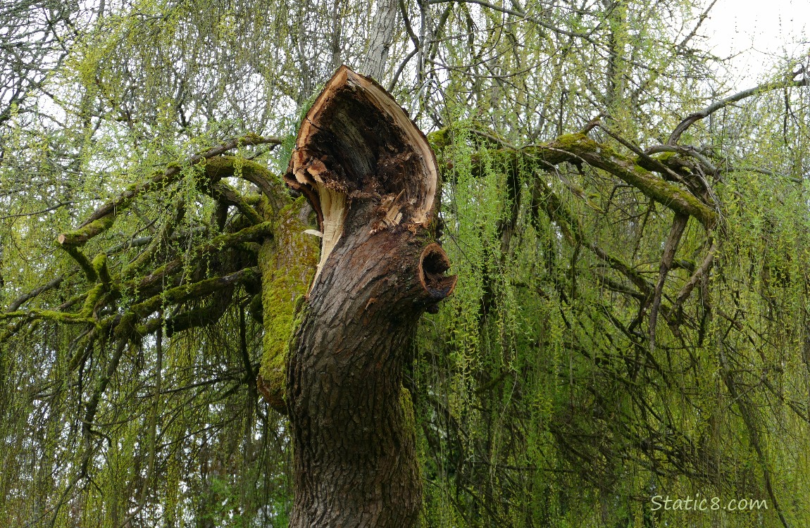 Willow tree with a limb stump