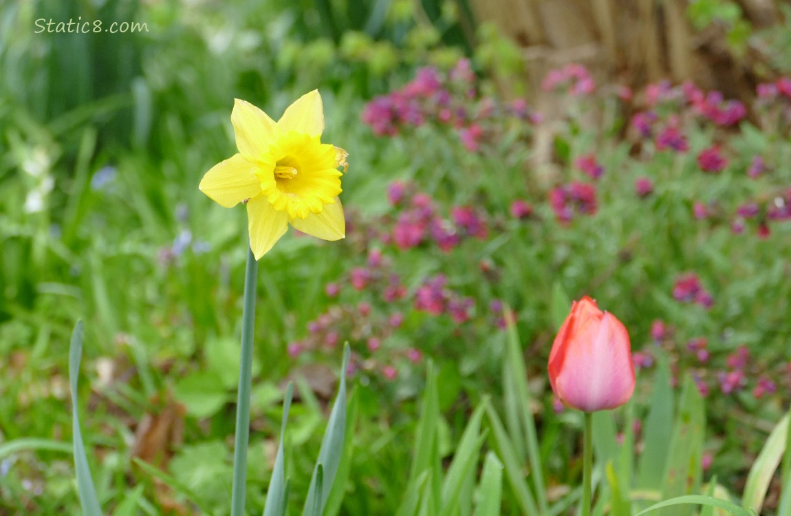 Daffodil, tulip and red violet flowers in the background
