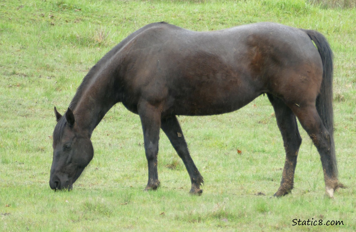 Dark Bay Horse eating grass