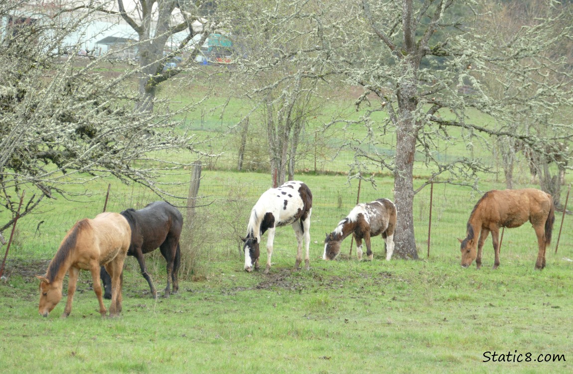 Five different coloured horses, eating grass