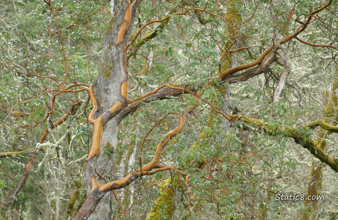Pacific Madrone Tree in the forest