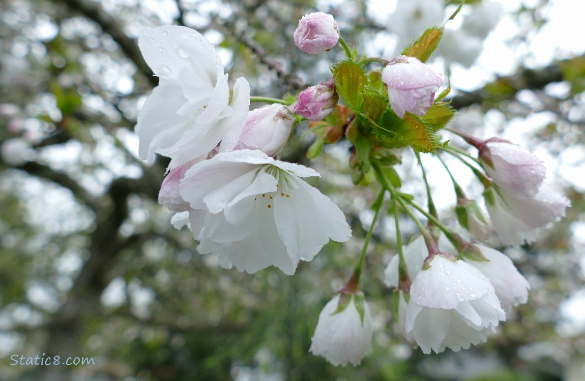 White tree blossoms
