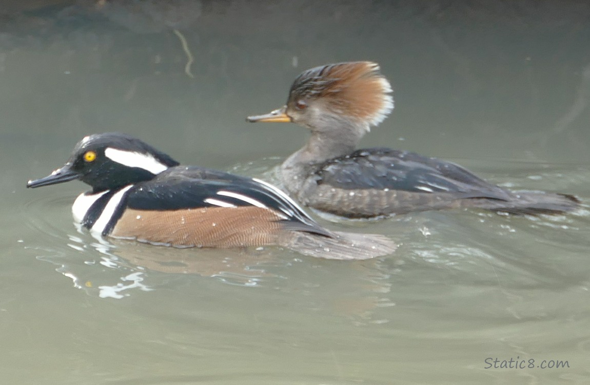 Male and female Hooded Mergansers paddling on the water