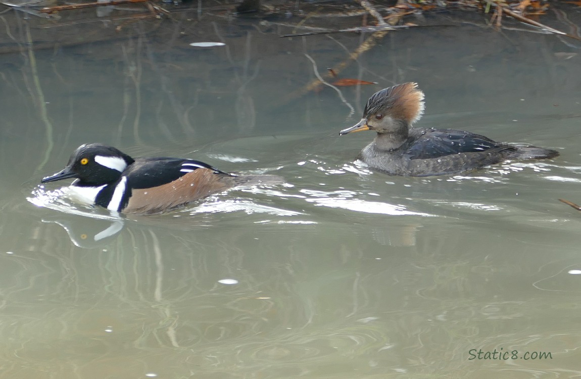 Male and female Hooded Mergansers paddling on the water