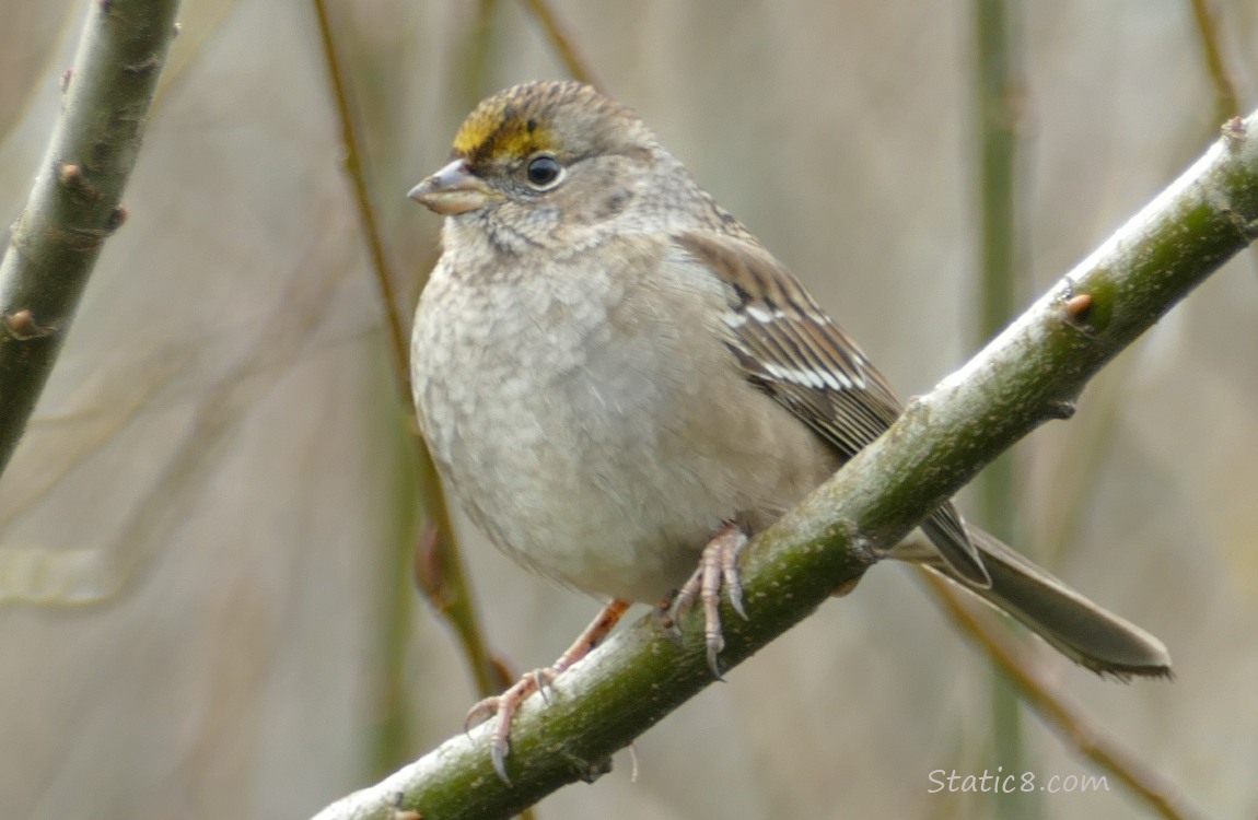 Golden Crown Sparrow standing on a twig